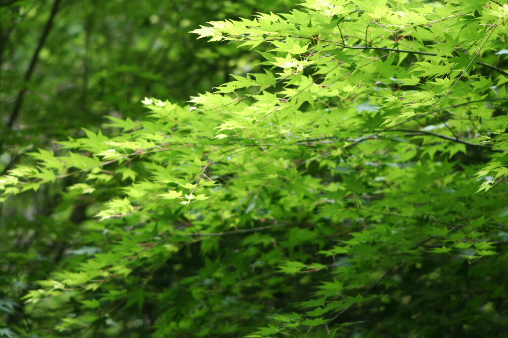 鶏鳴の滝青紅葉