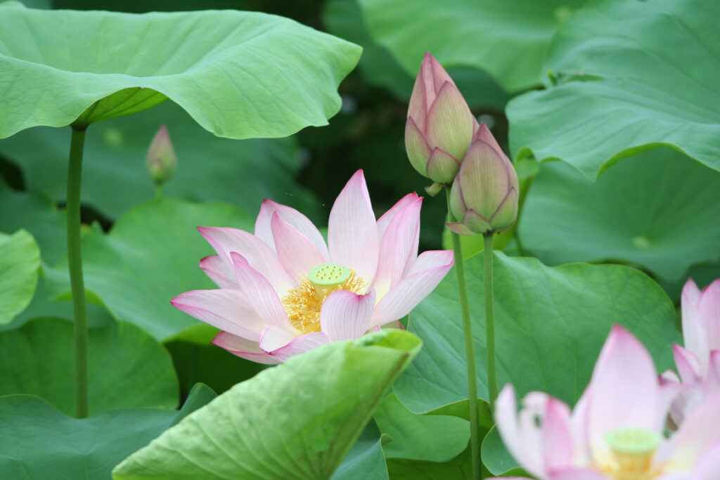 美しい蓮の花