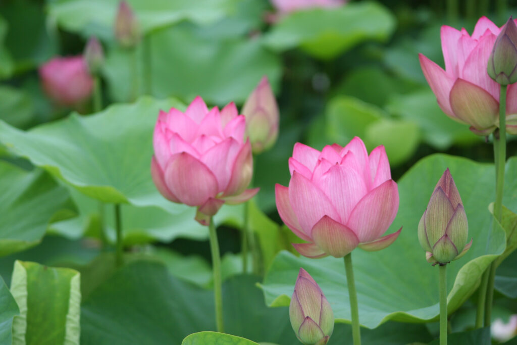 開きかけの蓮の花