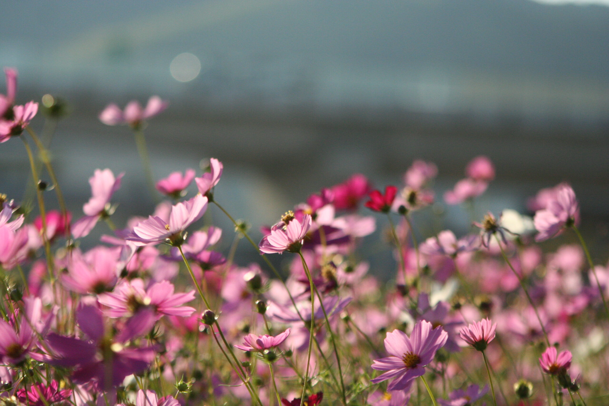 秋桜