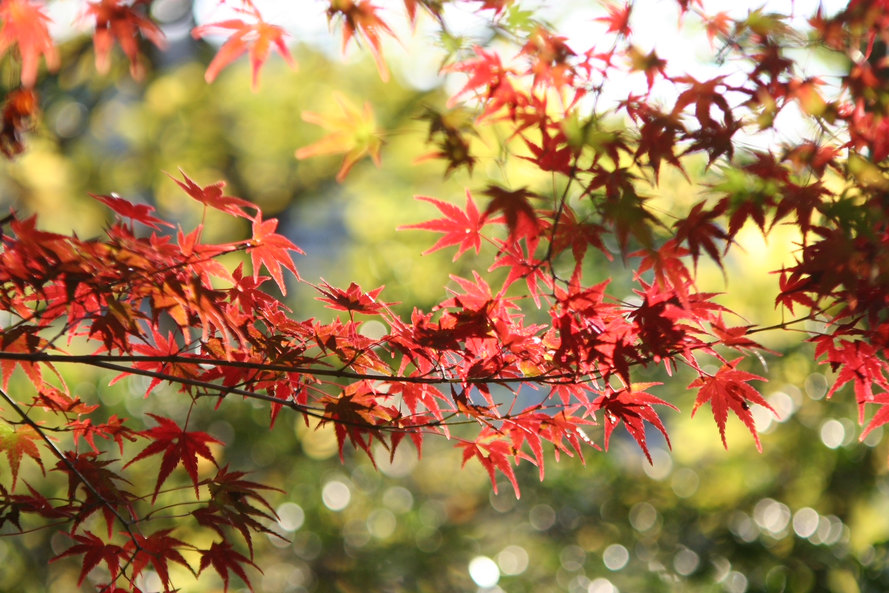 神戸の結婚指輪・婚約指輪は”voulez vous（ヴーレ・ヴー）"| 素朴な上質感のあるロハスなジュエリーブランド