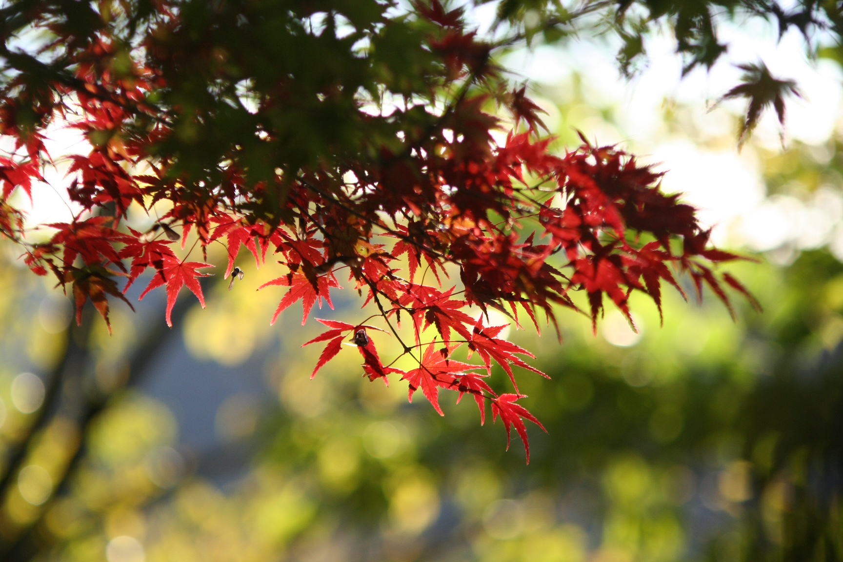 神戸の結婚指輪・婚約指輪は”voulez vous（ヴーレ・ヴー）"| 素朴な上質感のあるロハスなジュエリーブランド