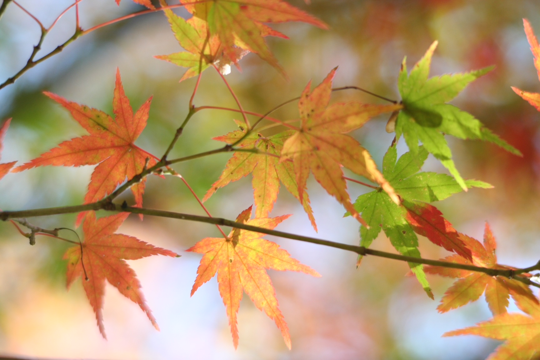 神戸の結婚指輪・婚約指輪は”voulez vous（ヴーレ・ヴー）"| 素朴な上質感のあるロハスなジュエリーブランド