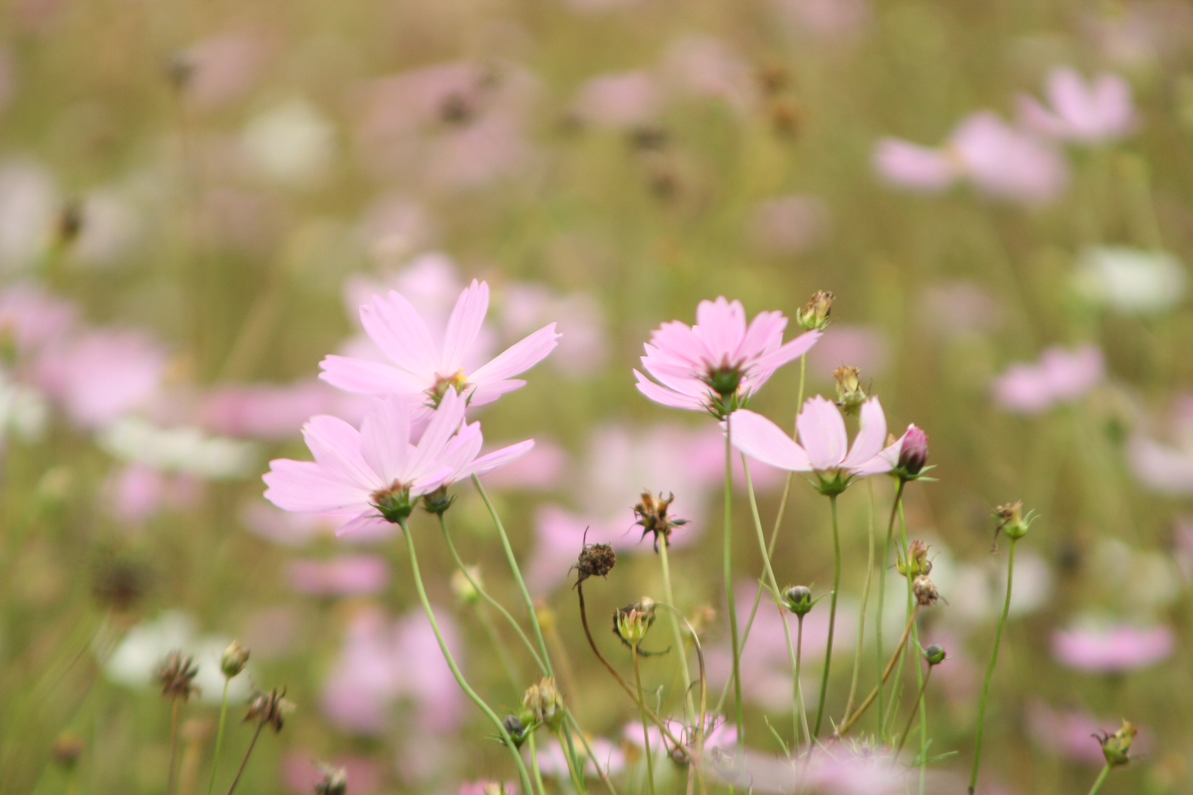 神戸の結婚指輪・婚約指輪は”voulez vous（ヴーレ・ヴー）"| 素朴な上質感のあるロハスなジュエリーブランド