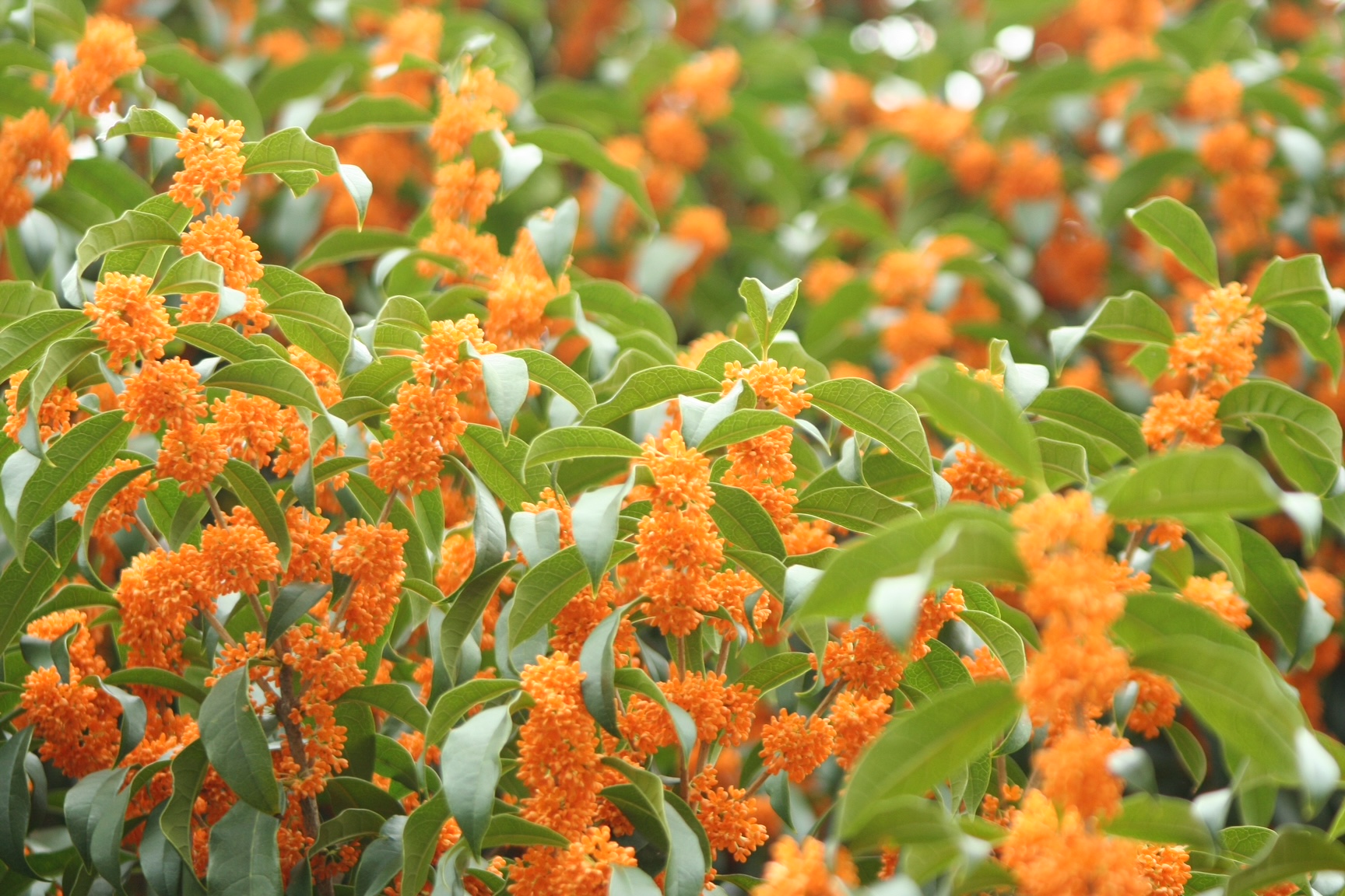 神戸の結婚指輪・婚約指輪は”voulez vous（ヴーレ・ヴー）"| 素朴な上質感のあるロハスなジュエリーブランド