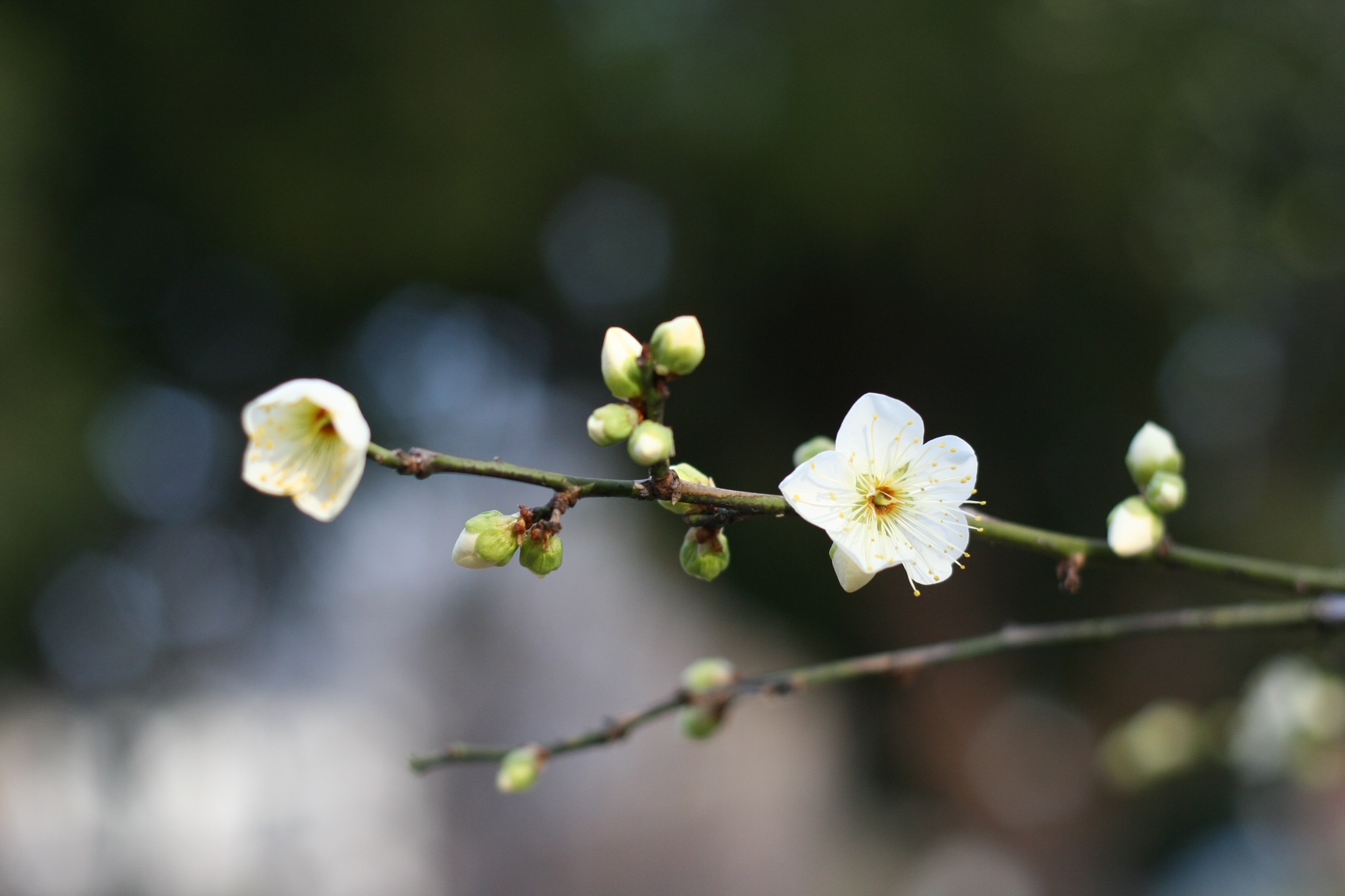 アンティークスタイルが愛らしい雰囲気【Bud】 1 神戸の結婚指輪・婚約指輪は”voulez vous(ヴーレ・ヴー)"| 素朴な上質感のあるロハスなジュエリーブランド