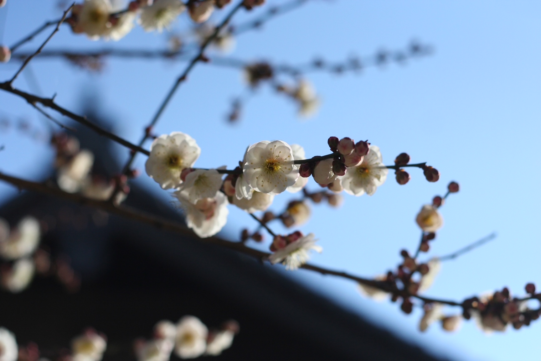 神戸の結婚指輪・婚約指輪は”voulez vous（ヴーレ・ヴー）"| 素朴な上質感のあるロハスなジュエリーブランド