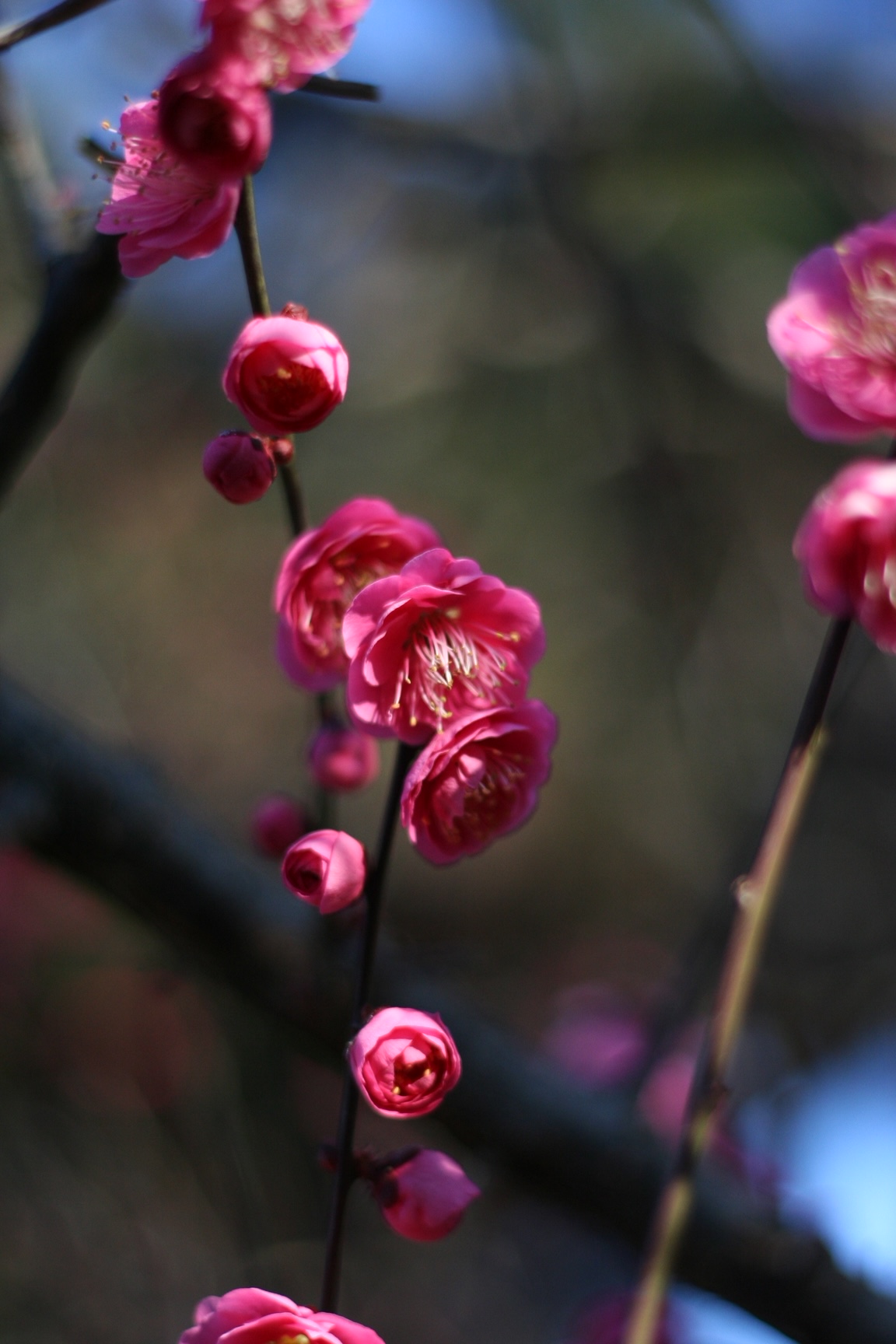 神戸の結婚指輪・婚約指輪は”voulez vous（ヴーレ・ヴー）"| 素朴な上質感のあるロハスなジュエリーブランド