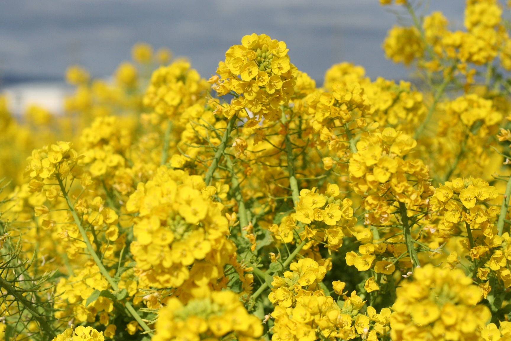 神戸の結婚指輪・婚約指輪は”voulez vous（ヴーレ・ヴー）"| 素朴な上質感のあるロハスなジュエリーブランド