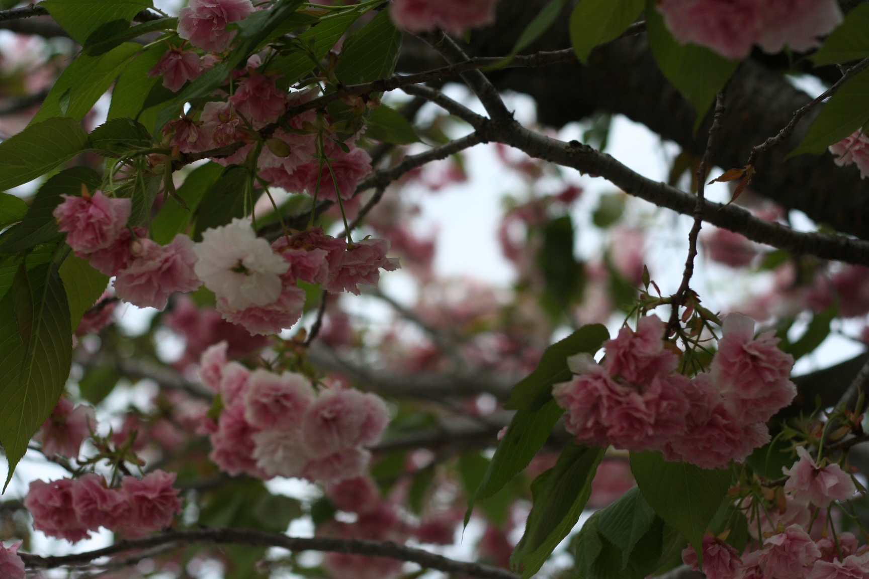 神戸の結婚指輪・婚約指輪は”voulez vous（ヴーレ・ヴー）"| 素朴な上質感のあるロハスなジュエリーブランド