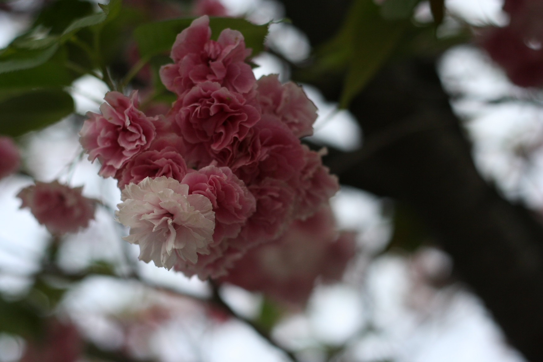 神戸の結婚指輪・婚約指輪は”voulez vous（ヴーレ・ヴー）"| 素朴な上質感のあるロハスなジュエリーブランド